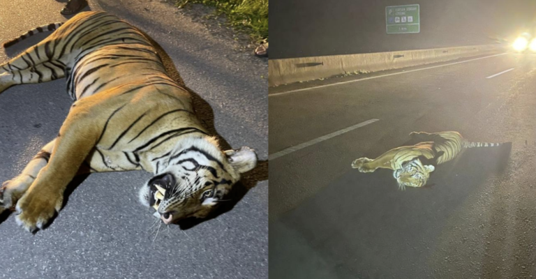 Harimau Belang Maut Dirempuh Kereta Di LPT – “Tak Sanggup Nak Tengok, Kesiannya”